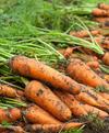 Студенты ГГТУ им. П.О. Сухого на сборе урожая моркови